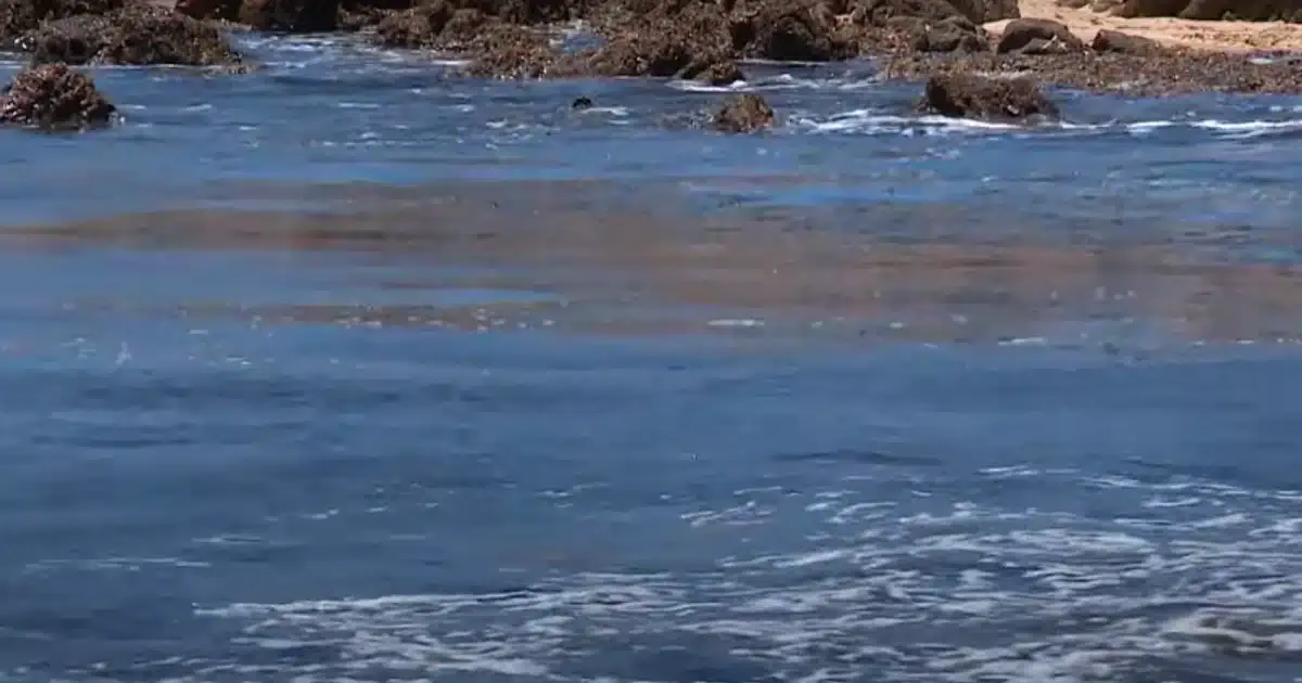 A alga japonesa na costa algarvia prejudica pesca e turistas