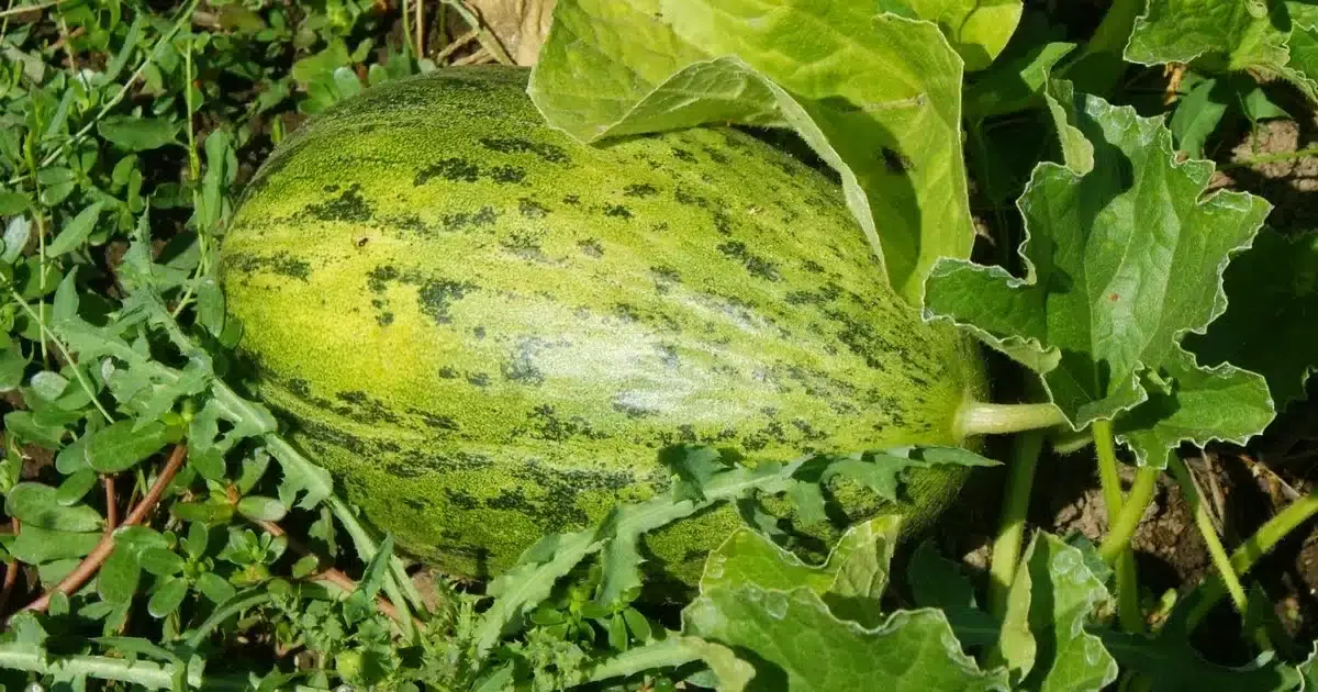 Até ao fim de Setembro é bom comer melão