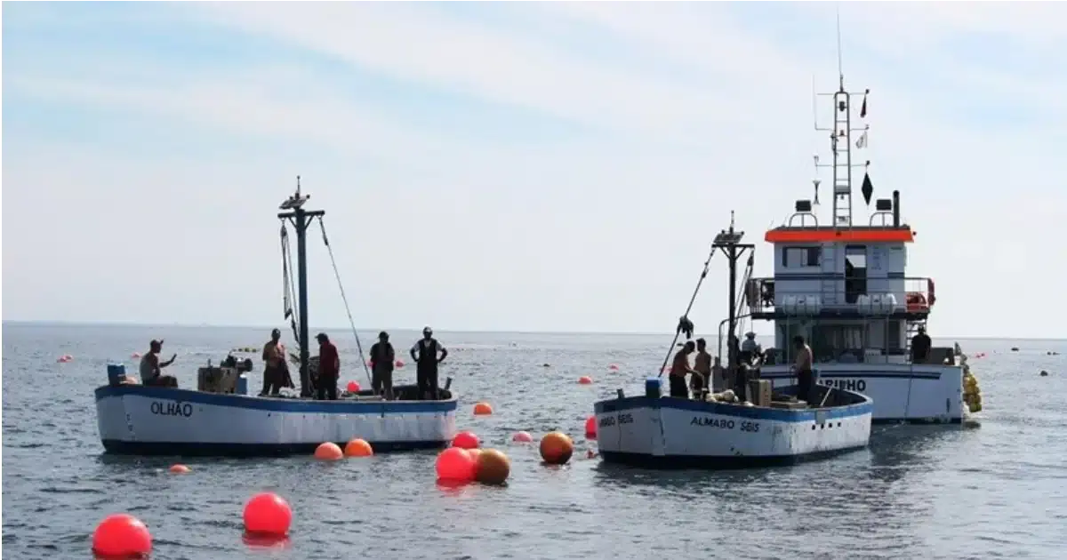 Pescar na rede dos outros