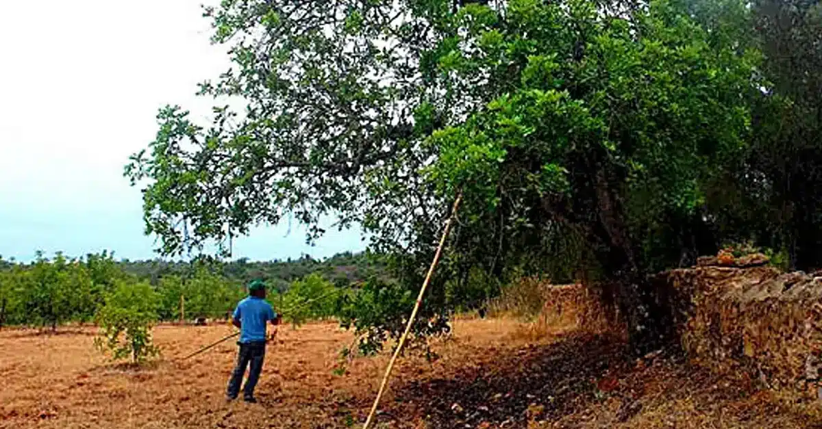 Passos Contados é percurso sobre a alfarroba