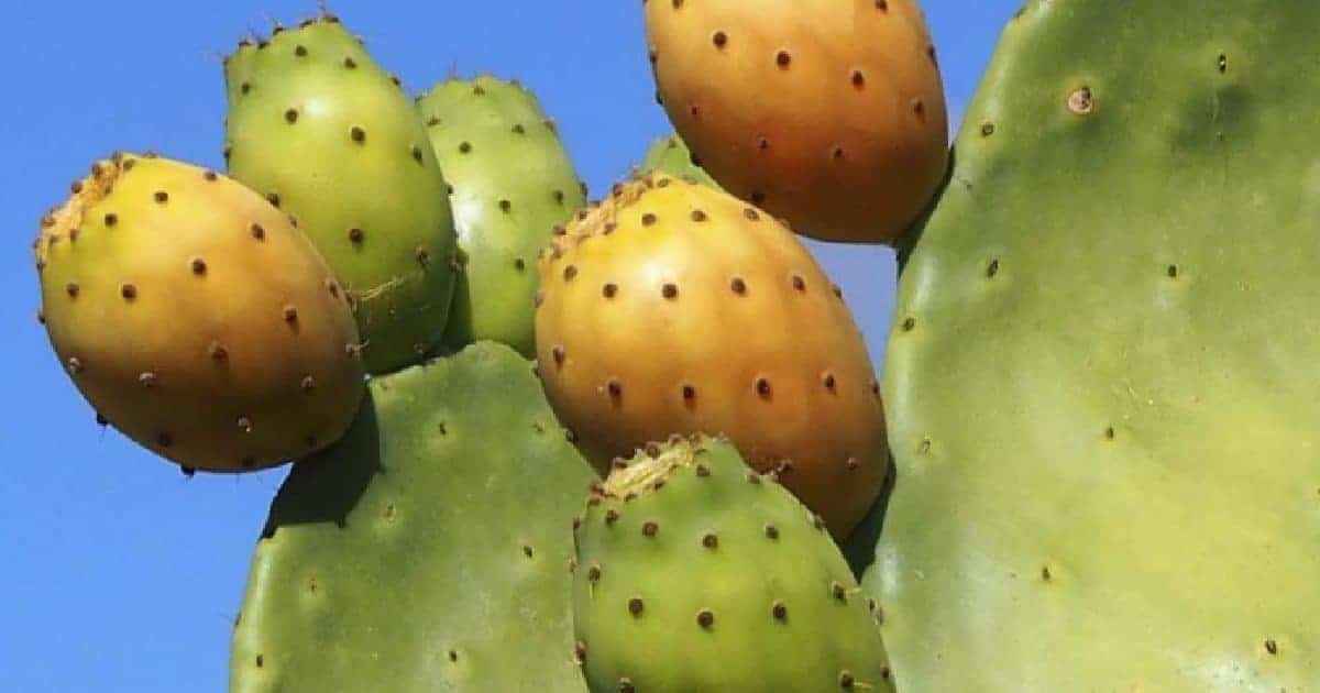 IV Universidade do Figo da Índia em Mértola