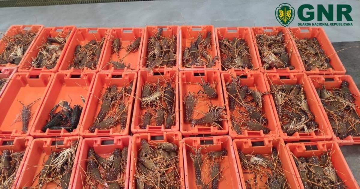Lagosta apreendida pela GNR na lota de Sagres