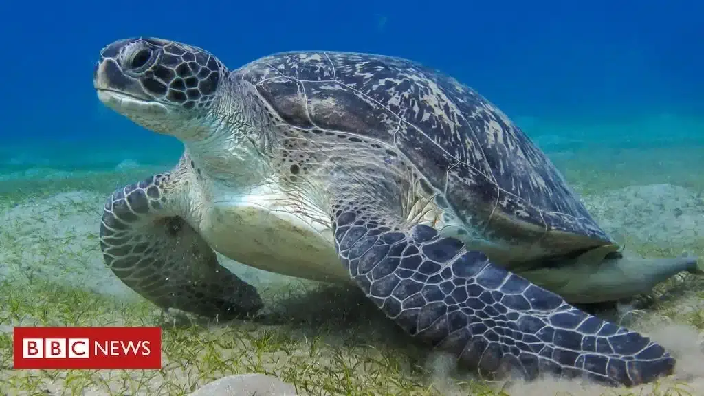 A comunicação secreta das tartarugas marinhas e outros animais