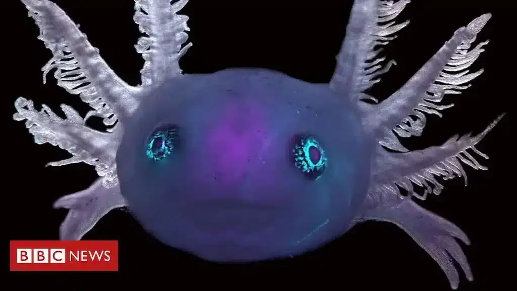 As extraordinárias imagens de animais em concurso de fotos microscópicas