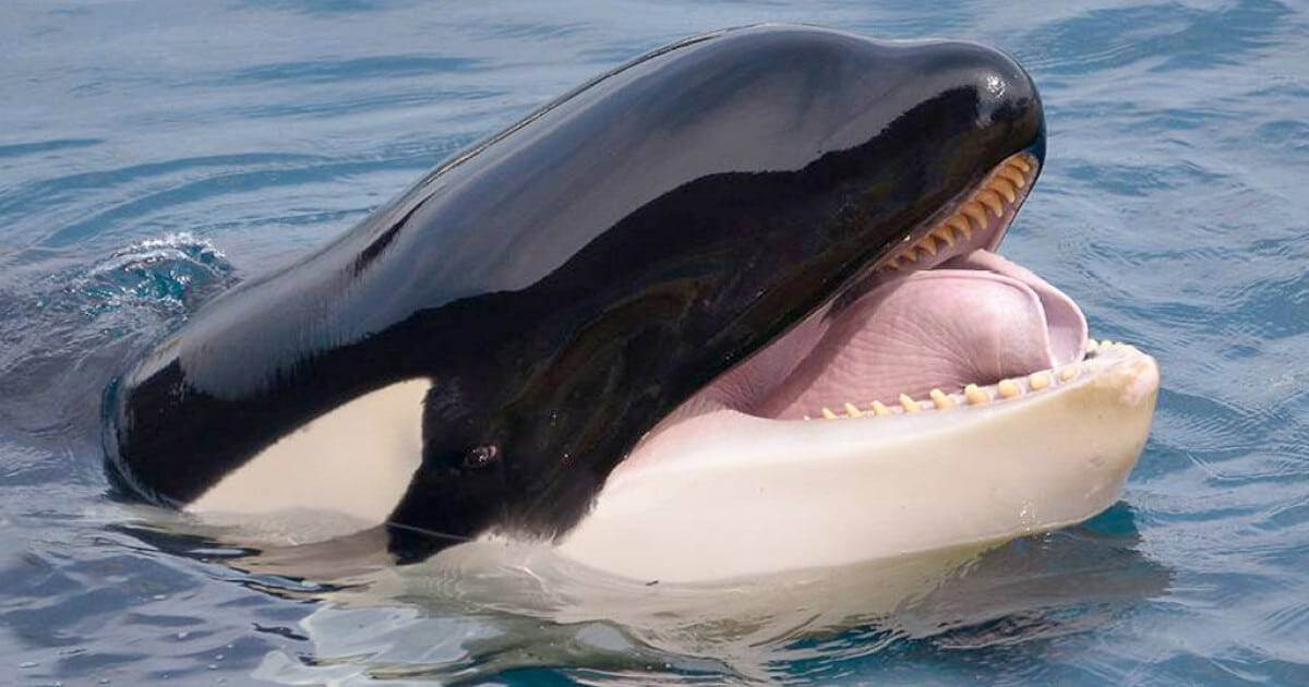 Orcas continuam a abalroar veleiros