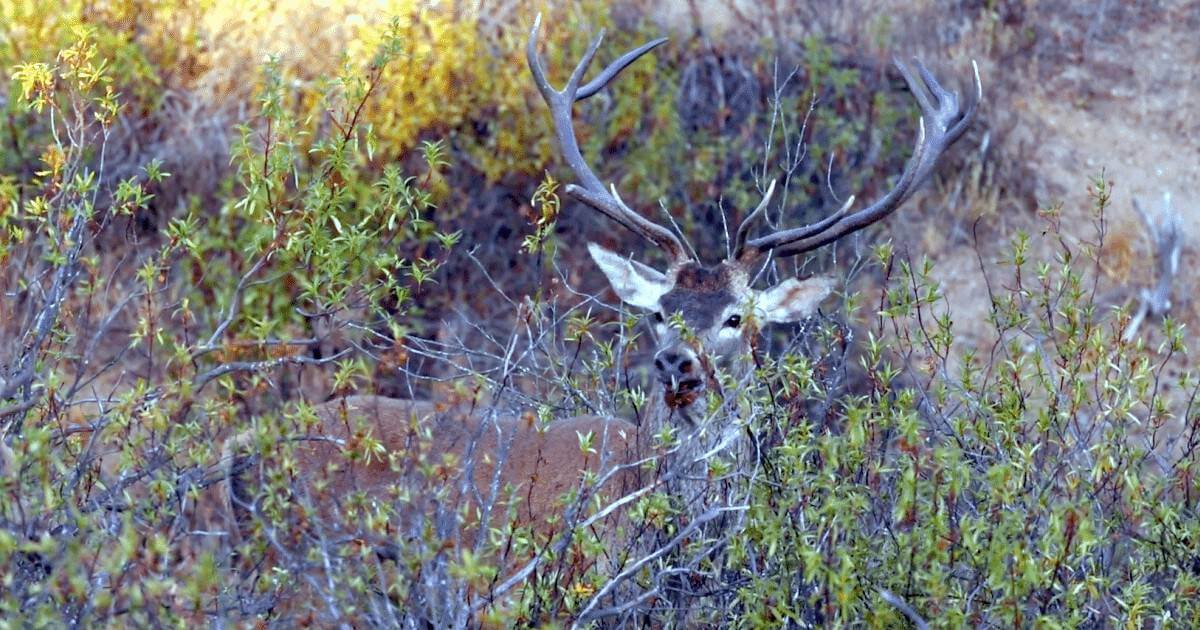 Feira da Caça e Semana Gastronómica em Mértola