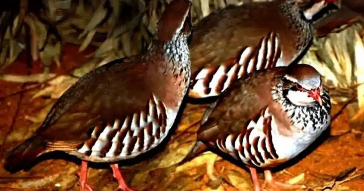 Aproxima-se a Feira da Perdiz em Martim Longo