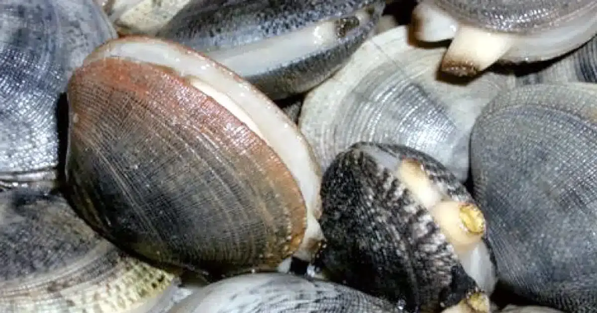 Amêijoa da Ria Formosa vítima de alteração do clima