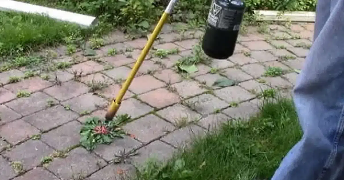 O município de Lagoa deixou os herbicidas