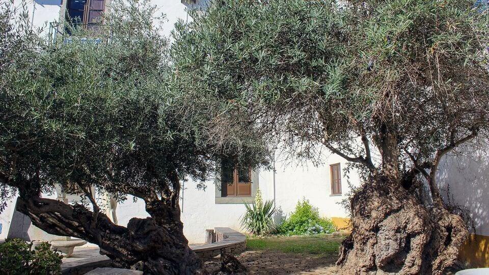 Mourão concorre com oliveira milenar ao concurso de 2023