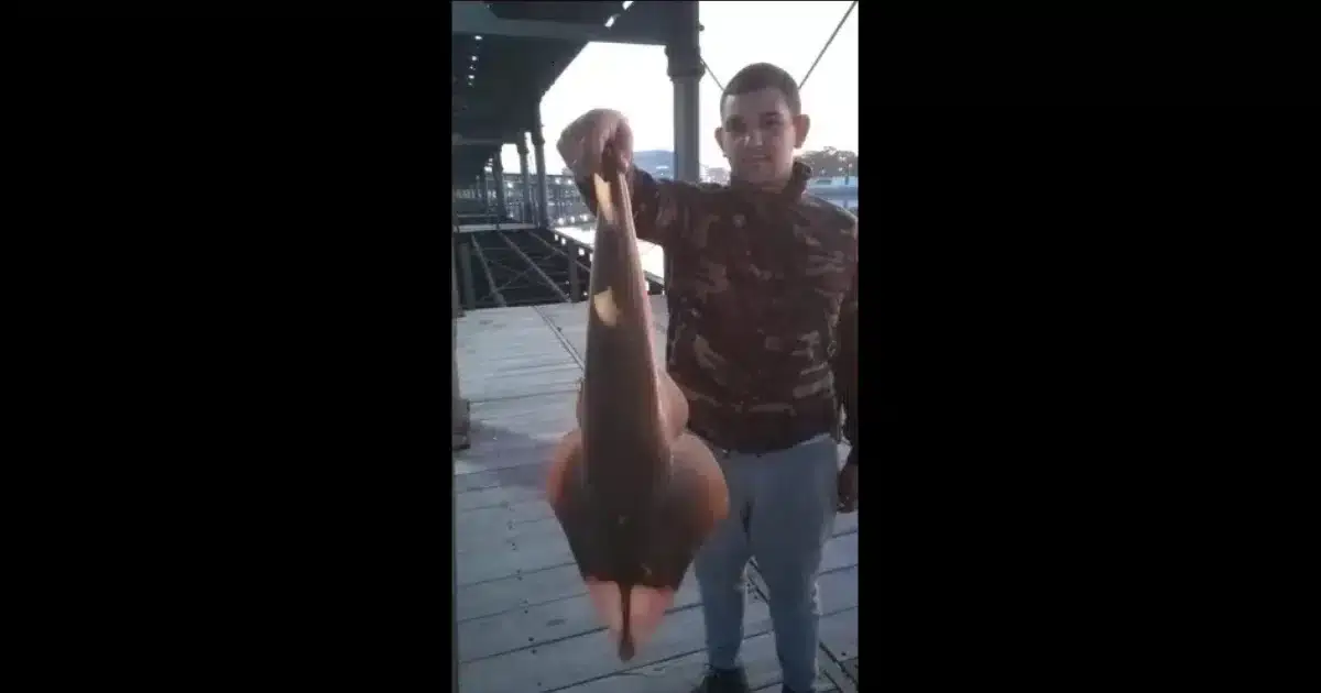 Captura tubarão viola muito raro e devolve ao mar