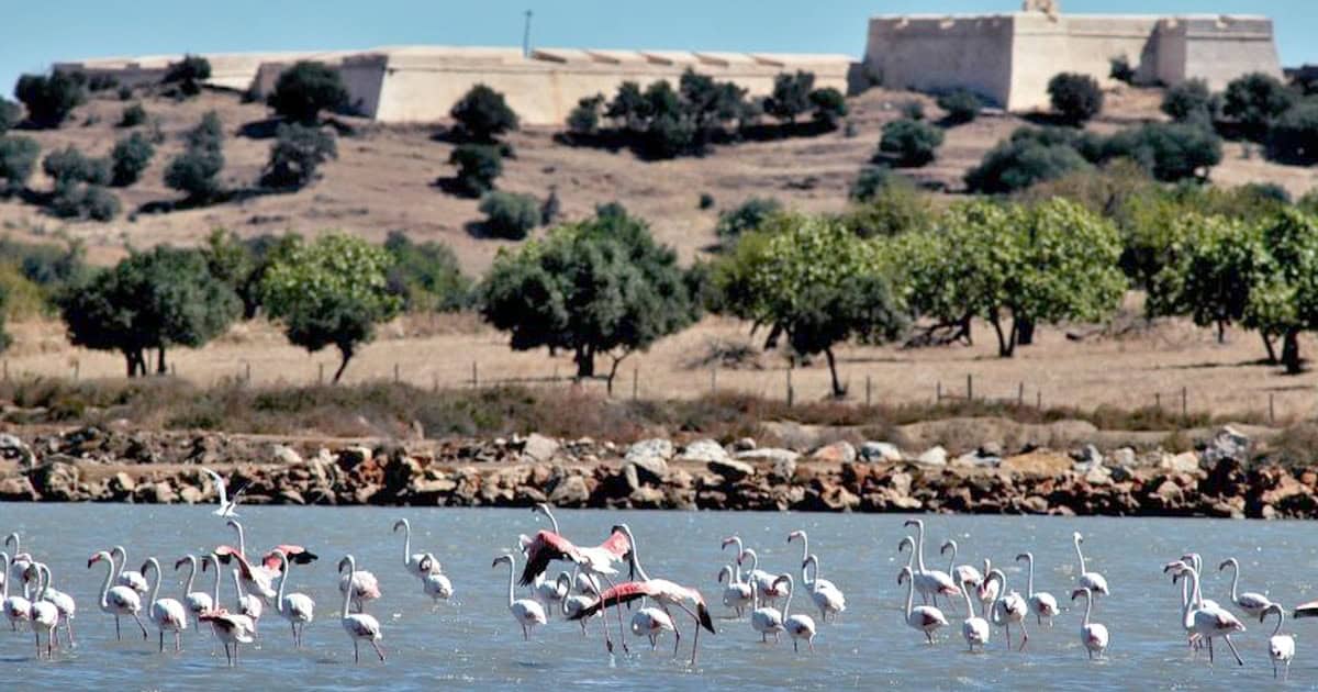 Reserva do Sapal em debate para a cogestão