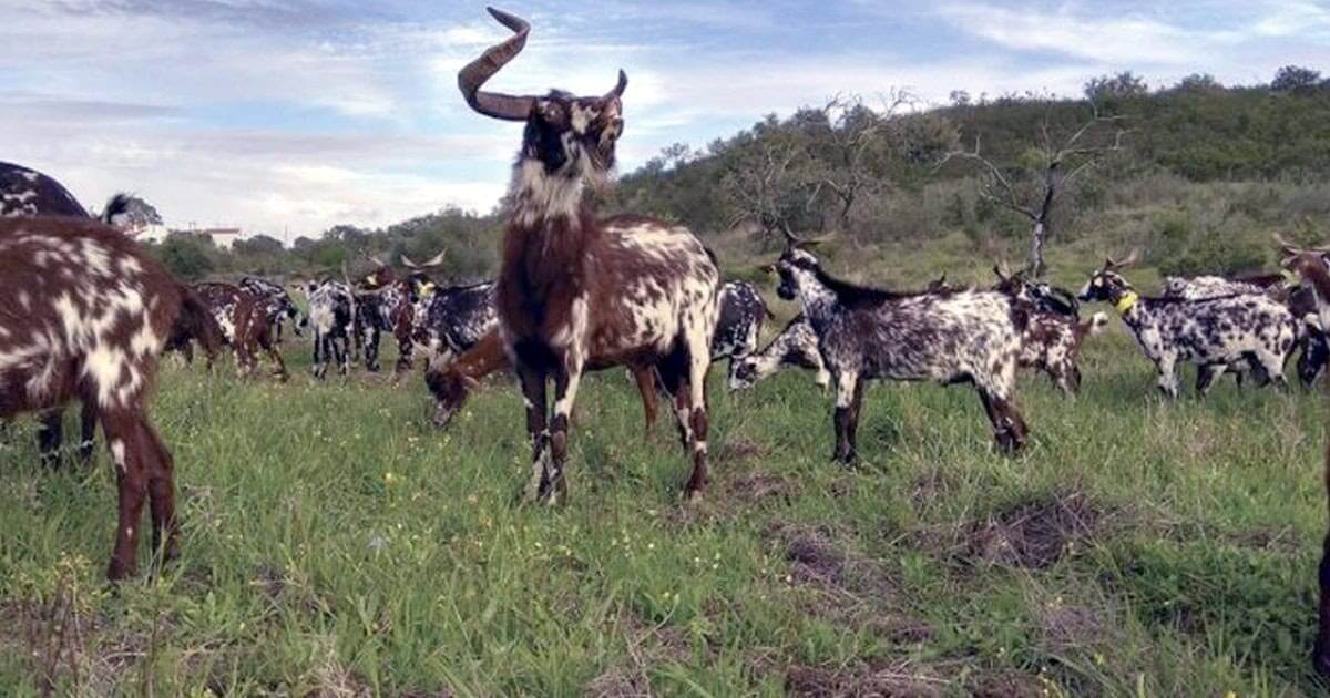 Queijaria vai crescer no Azinhal de Castro Marim
