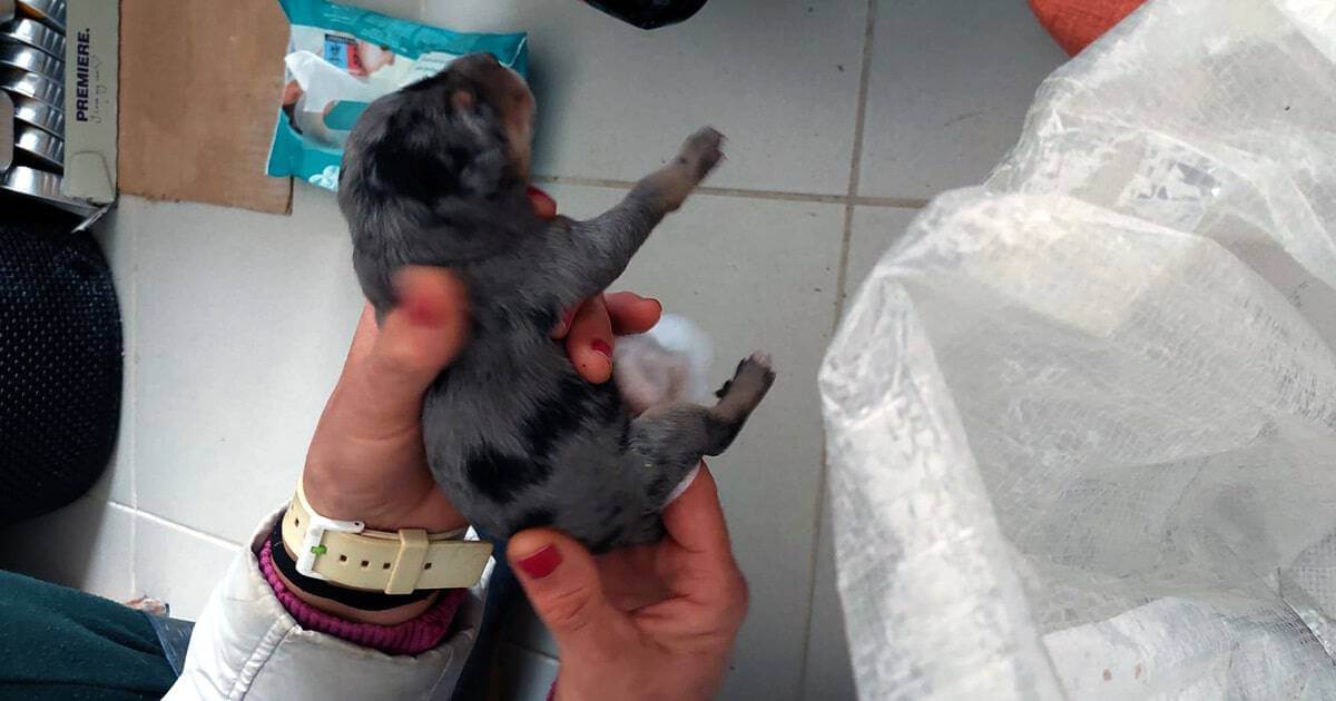 Doze cães recém nascidos encontrados em sacos de plásticos