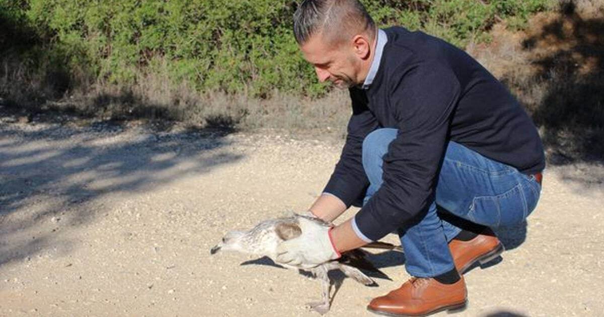 RIA resgata de gaivota