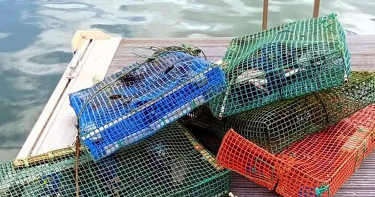Artes ilegais de pesca apreendidas na Ria Formosa