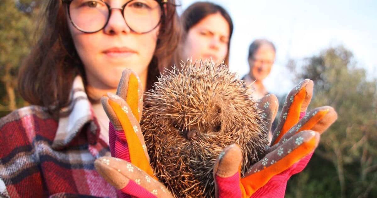 Apadrinhar um ouriço em recuperação