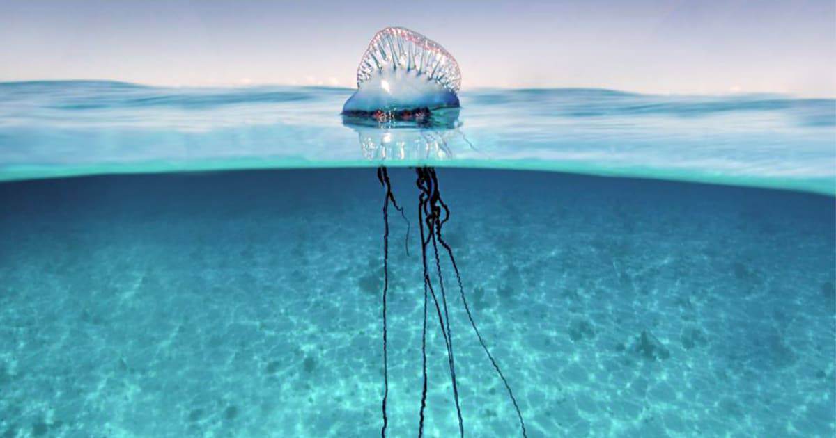 Caravela portuguesa nas costas de Portugal