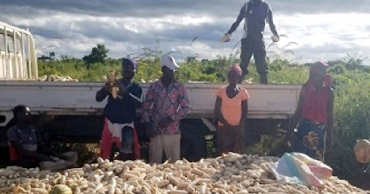 Cooperantes de Mértola ajudam colheitas em Moçambique