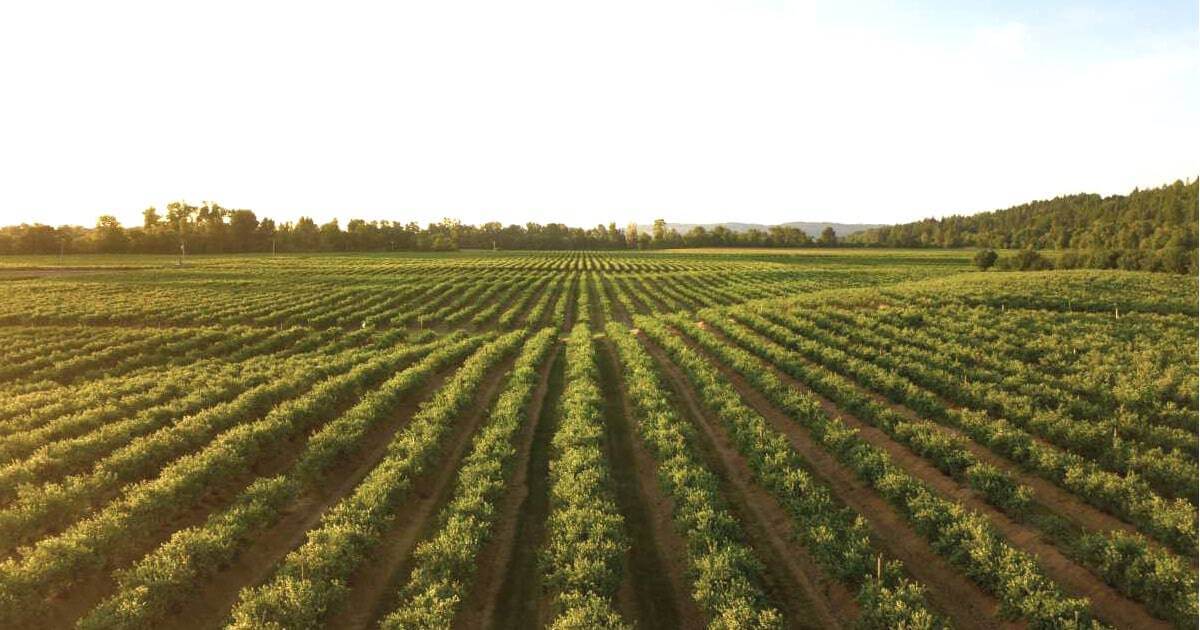 Apoio excecional e temporário na agricultura portuguesa
