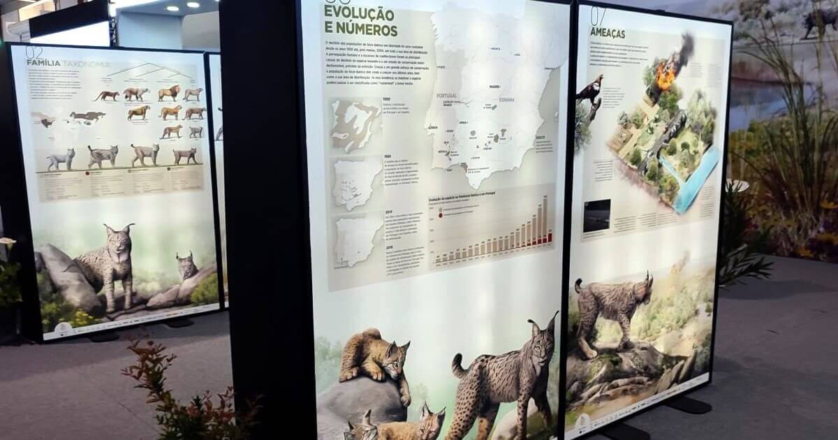 Preservação do Lince Ibérico tem exposição itinerante