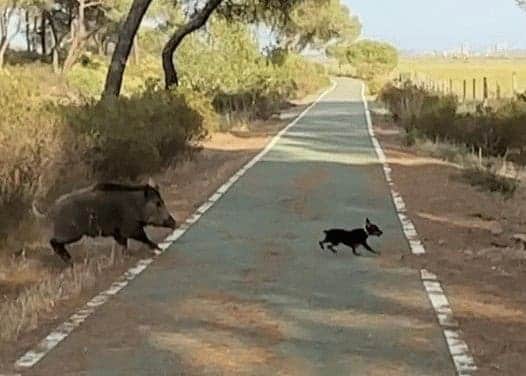 Javali persegue cadela que escapa