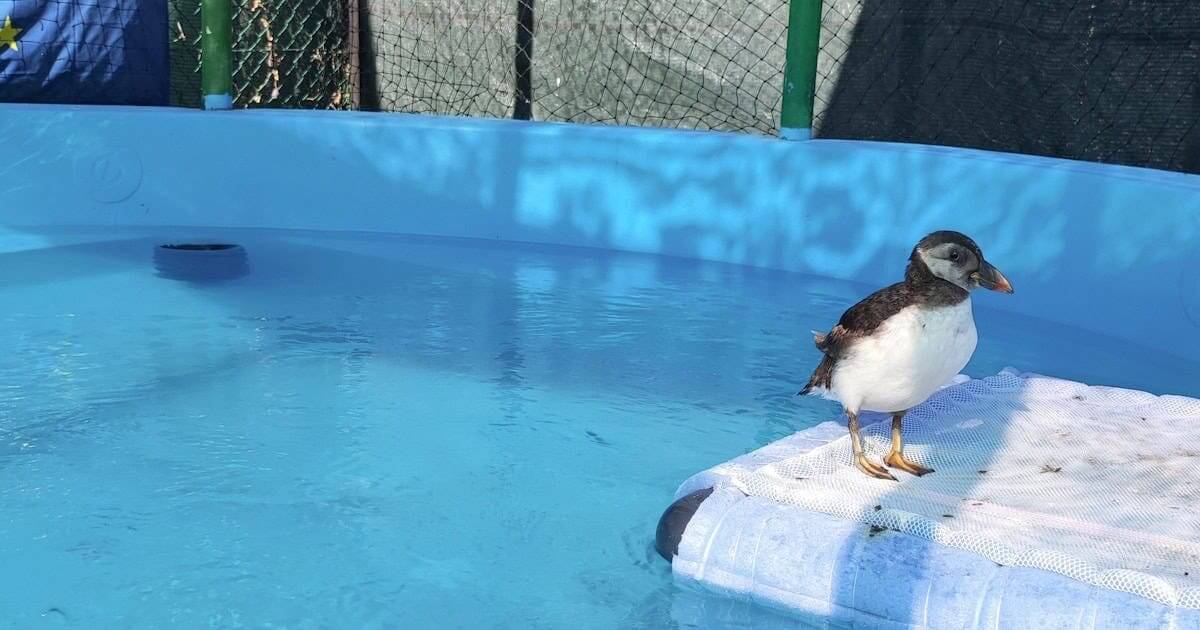 Primeiro papagaio-do-mar recuperado pelo RIAS de Olhão