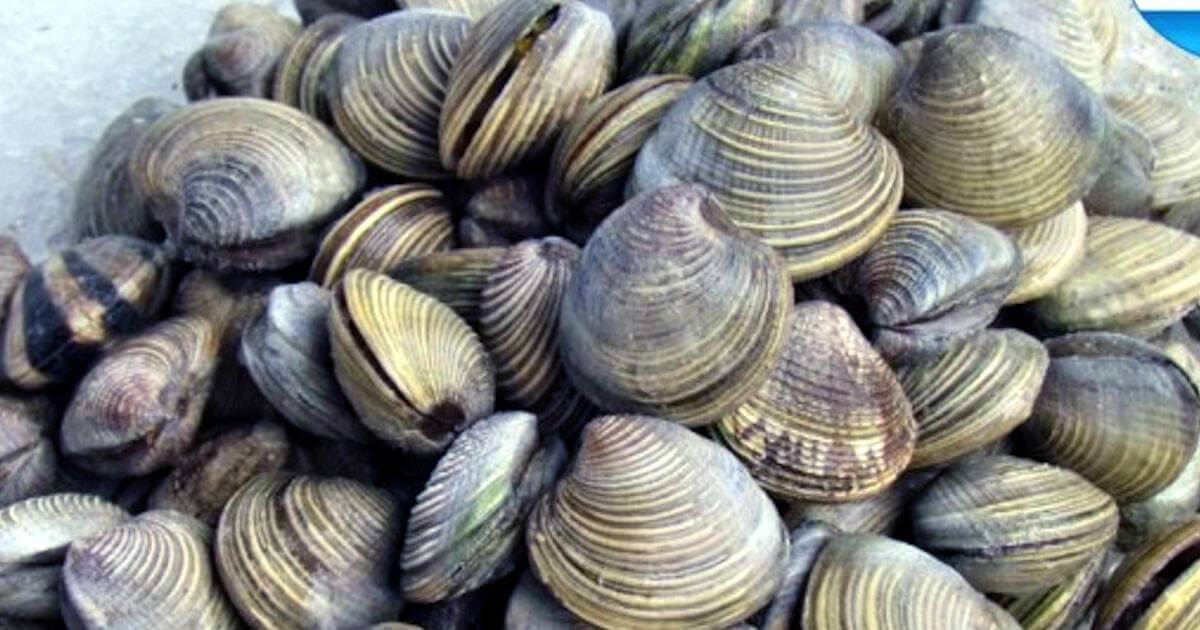 A ameijoa chilra já pode ser capturada na Andaluzia