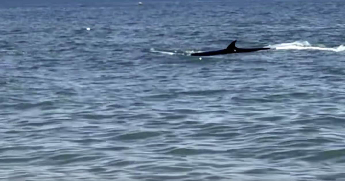 Baleia comum nada entre banhistas em La Antilla