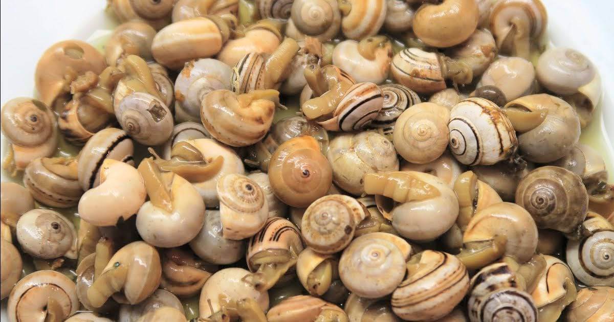 Três dias a comer caracóis em Castro Marim