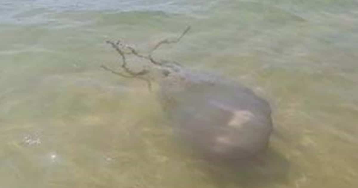 Cuidados com as alforrecas nas praias algarvias