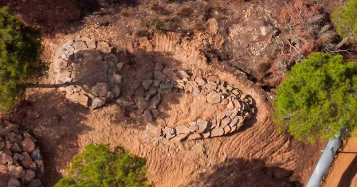 Mértola quer recuperar Lebre-ibérica e Coelho-bravo