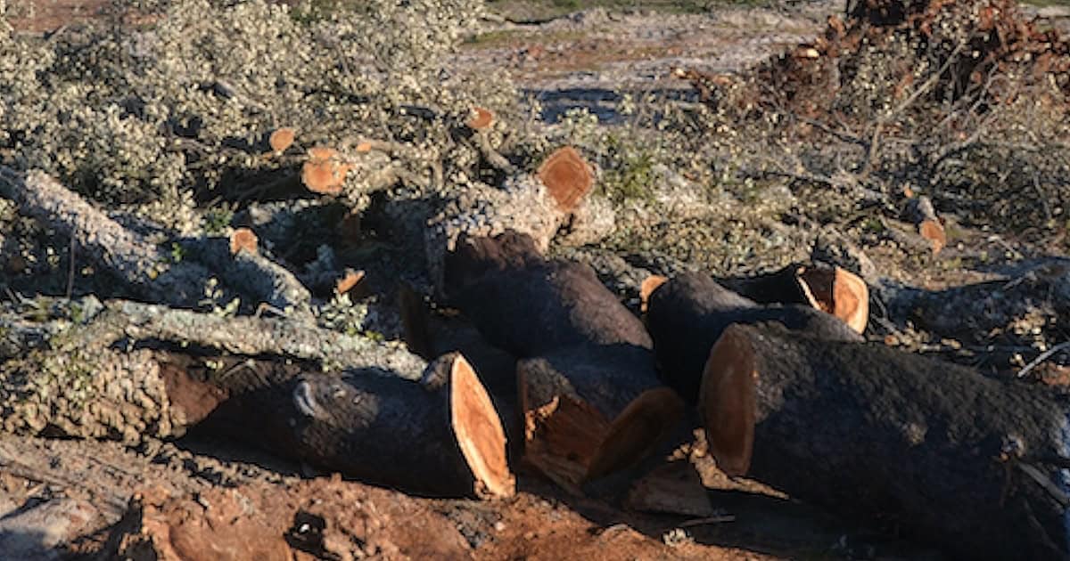 Sobrevivência do Sobreiro em Risco: Algarve Lança Estudo de 500 Mil Euros Contra as Alterações Climáticas