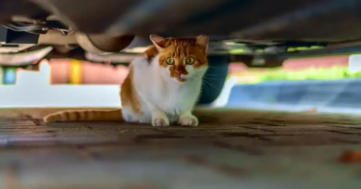 Bem estar animal em Faro