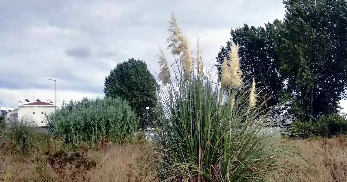 Como ajudar a combater as espécies invasoras