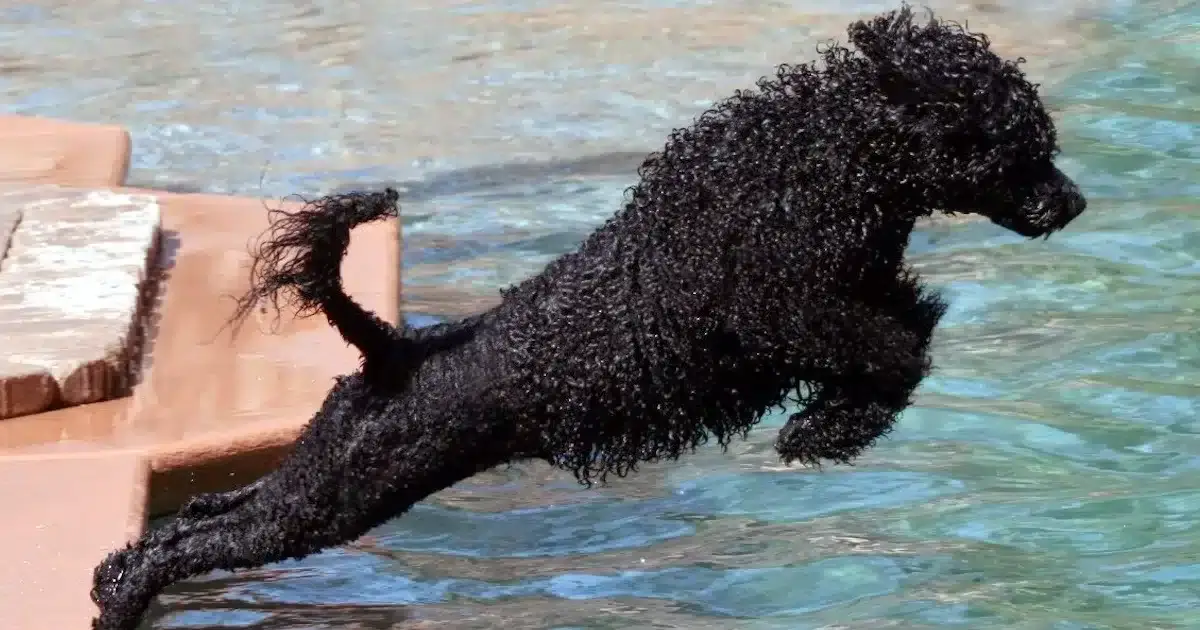 Exposições Caninas em Lagos