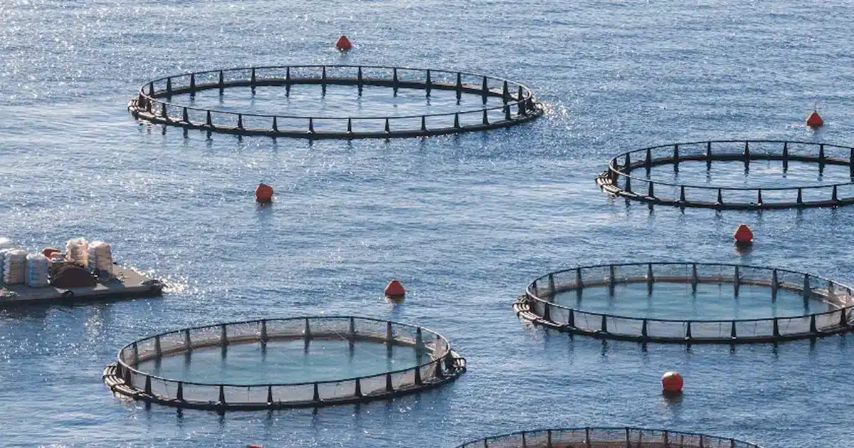 Vila Real de Santo António – Balanço 2024