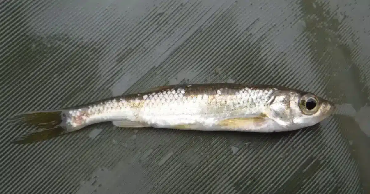 Restauro da Ribeira do Vascão é interesse europeu