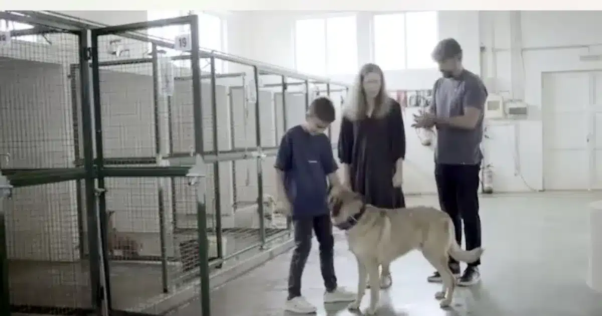 Não basta adotar é preciso cuidar os animais