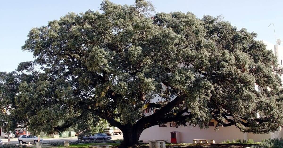 Azinheira centenária candidata a árvore do ano 2024