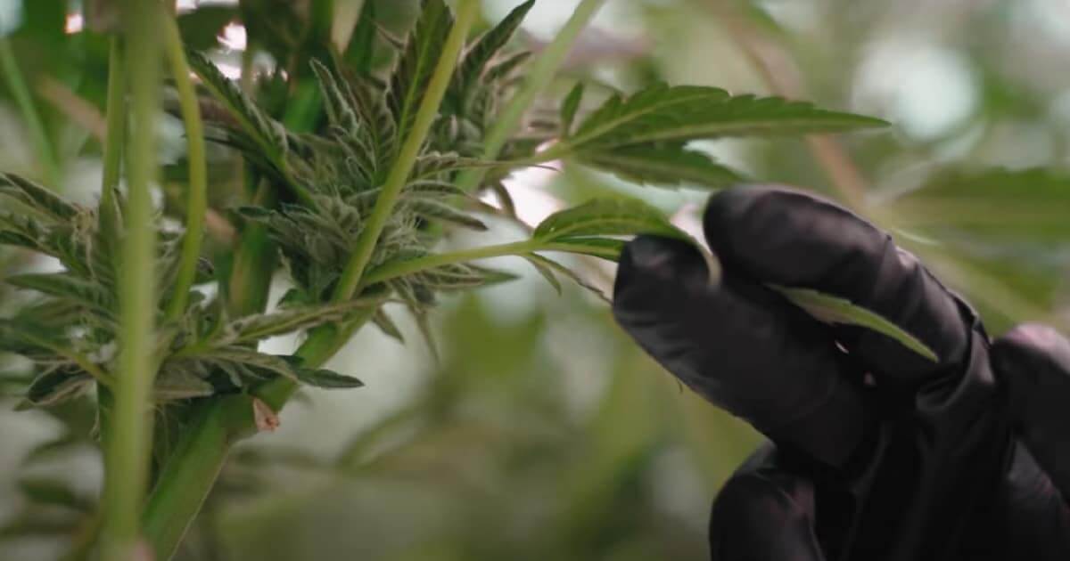 Canábis medicinal perto da produção no Algarve