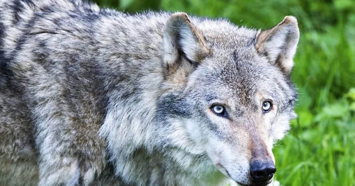 Carta para a União Europeia em defesa do lobo