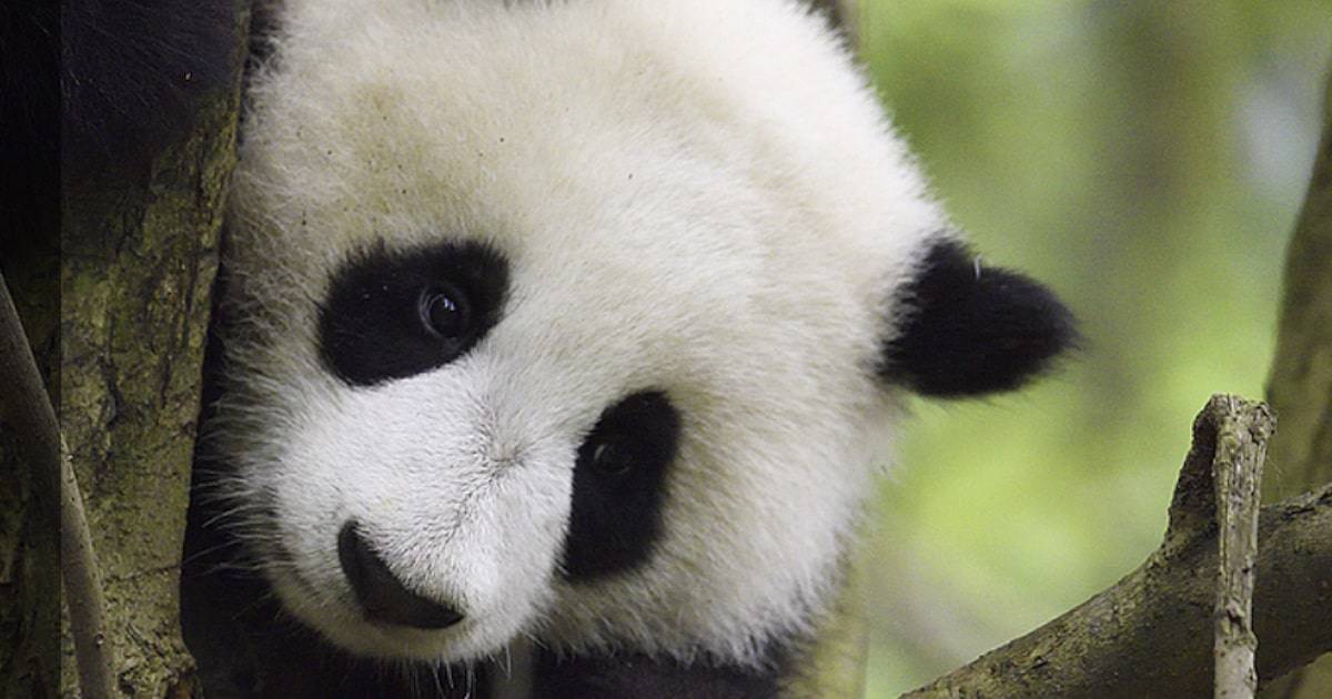 Hoje é o Dia do Panda