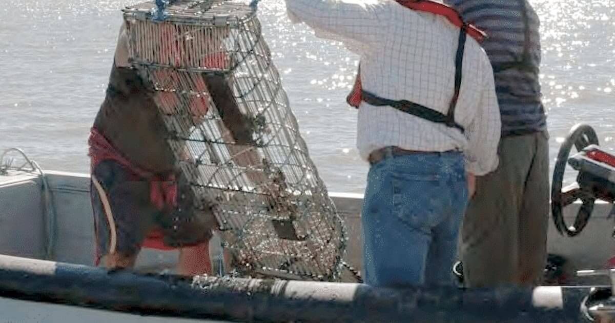 Ganchorra em pesca ilegal
