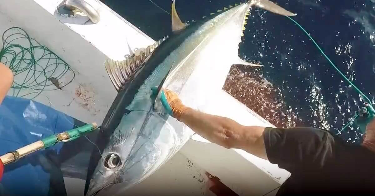 Pesca de atum patudo atinge 80% da quota