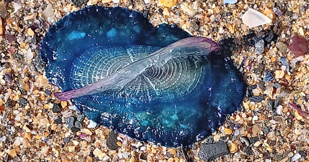 IPMA alerta para Caravela-Portuguesa