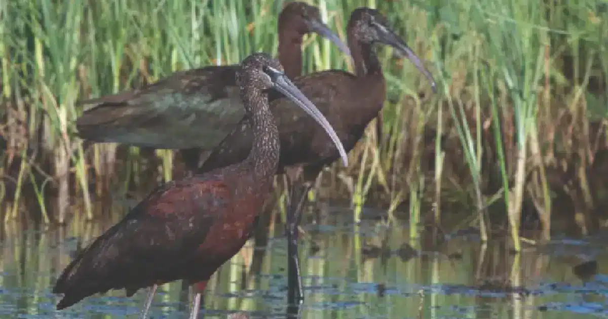 Lagoa compra Alagoas Brancas