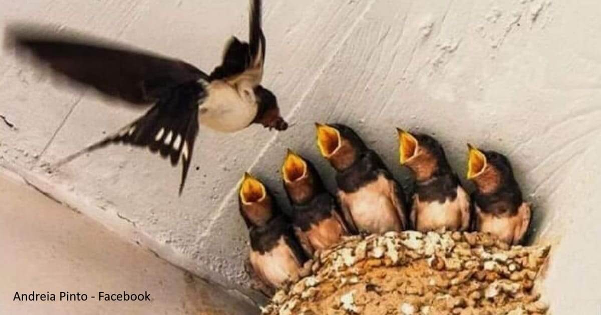 As andorinhas no Algarve