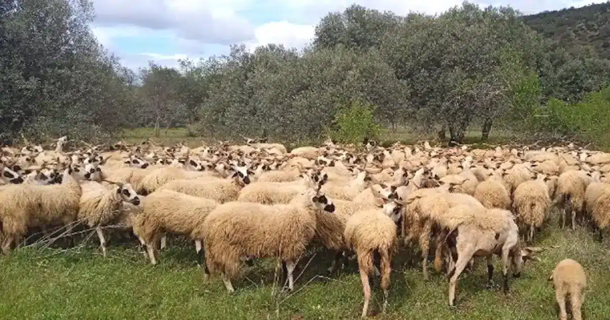 Controlo de rebanhos por geolocalização