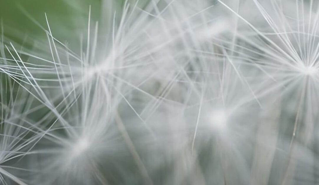 O Projeto RAIA e a Inovação no Mundo Rural